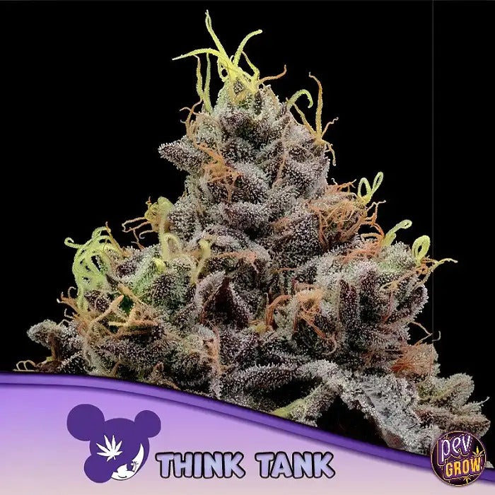 Think Tank par Anesia Seeds – 50 % Indica 50 % Sativa · Jusqu’à 41 % de THC · Arôme tropical fruité