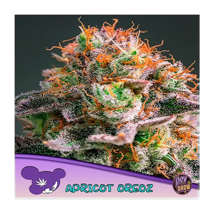 Graines féminisées Apricot Oreoz par Anesia Seeds – Un hybride fruité aux arômes de chocolat et d’abricot