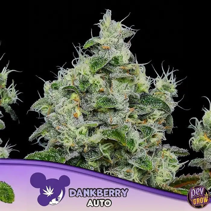 Dankberry Auto Anesia – Graines Autofloraison à 32 % de THC pour Récoltes Rapides et Puissantes