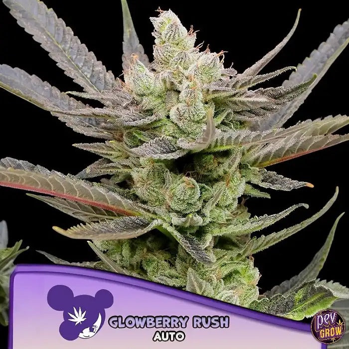 Glowberry Rush Auto Anesia Seeds – 80 % Indica Autofloraison avec 29 % de THC, Arôme Myrtille Cerise et Récolte Rapide en 8-9 Semaines