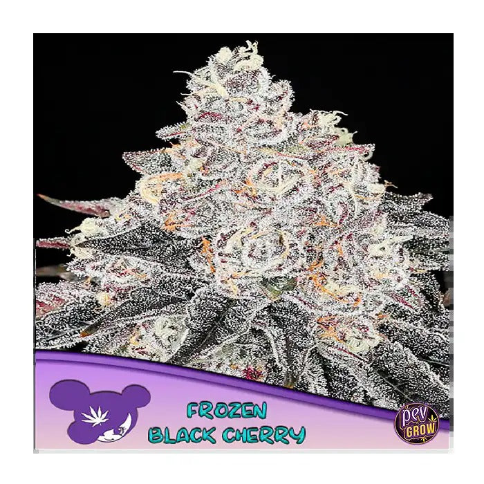 Frozen Black Cherry – Anesia Seeds · Hybride Indica 80 % avec 35 % de THC et arômes de cerise