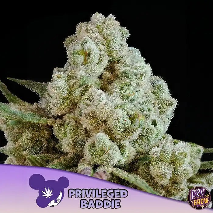 Graines Privileged Baddie Anesia – Hybride Sativa à 36 % de THC pour une Euphorie et une Créativité Maximales
