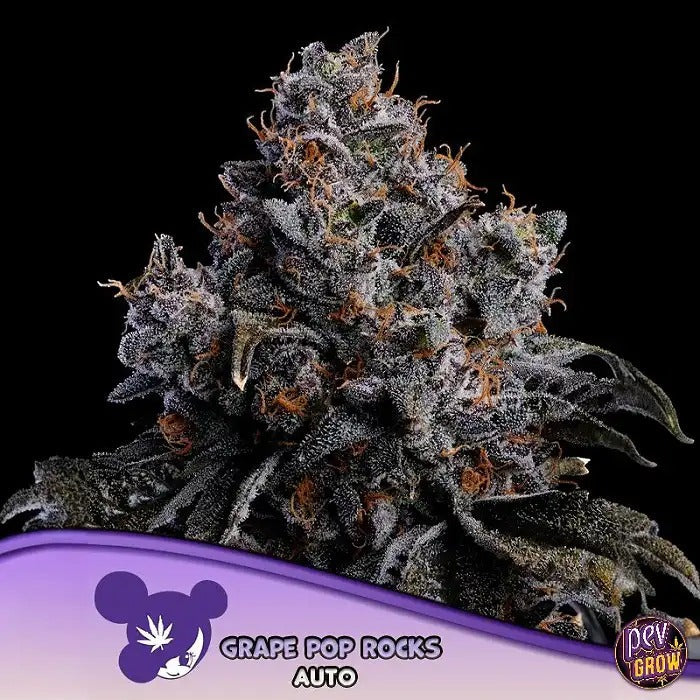Grape Pop Rocks Auto Anesia Seeds – Autofleurissante 60 % Indica avec 33 % de THC et arôme de raisin sucré