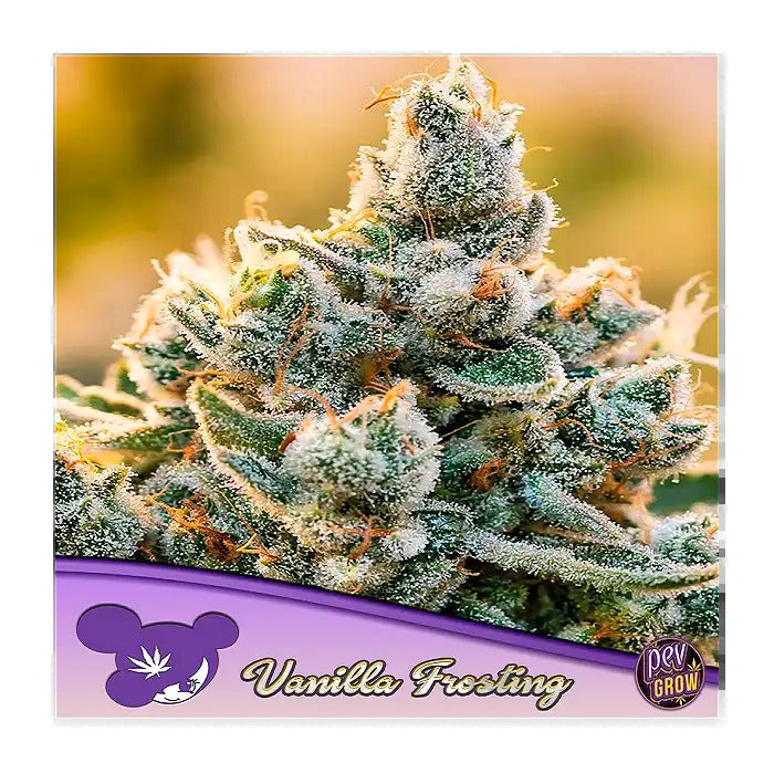 Graines féminisées Vanilla Frosting par Anesia Seeds – Arôme sucré de vanille et THC jusqu’à 29 %