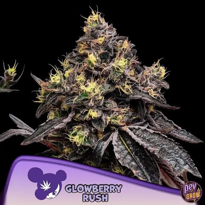 Glowberry Rush Anesia Seeds – Hybride Indica à 34 % de THC avec arômes de cerise et de myrtille