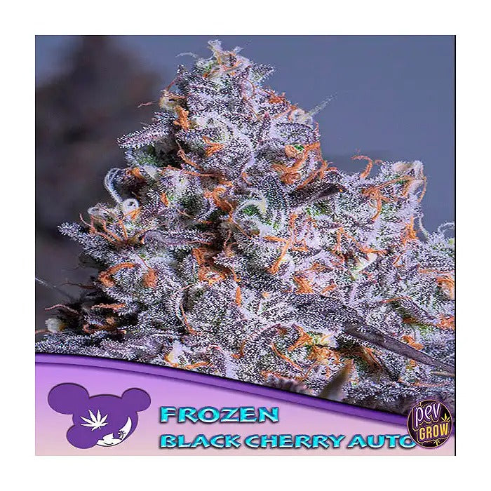 Frozen Black Cherry Auto par Anesia Seeds – 29 % de THC, variété autofloraison Indica dominante · Arôme de cerise sucrée et effet corporel intense