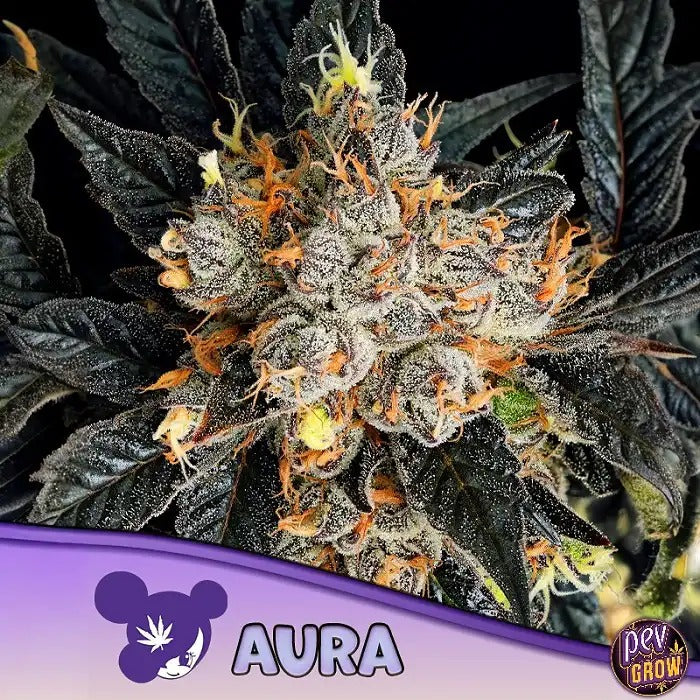 Graines Aura Anesia – Hybride Féminisée à 36 % de THC | Variété Indica Sativa Équilibrée