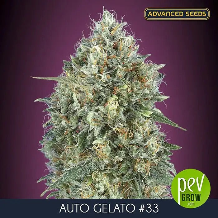 Auto Gelato #33 par Advanced Seeds – Auto-fleurissante Indica Dominante à 23 % de THC aux Arômes Sucrés et Citronnés