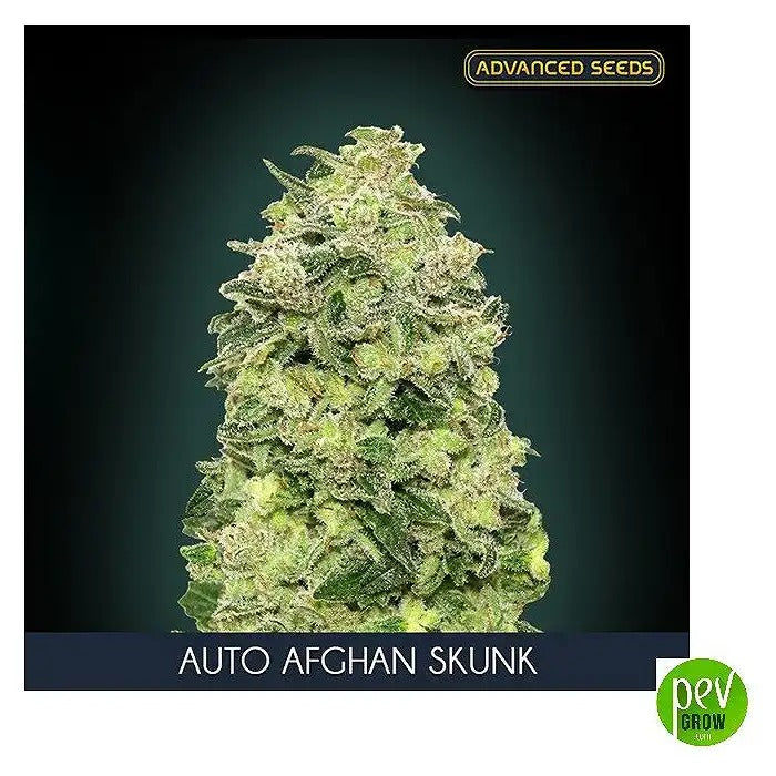 Auto Afghan Skunk par Advanced Seeds – Hybride autofloraison dominante indica avec arôme de skunk et 15 % de THC