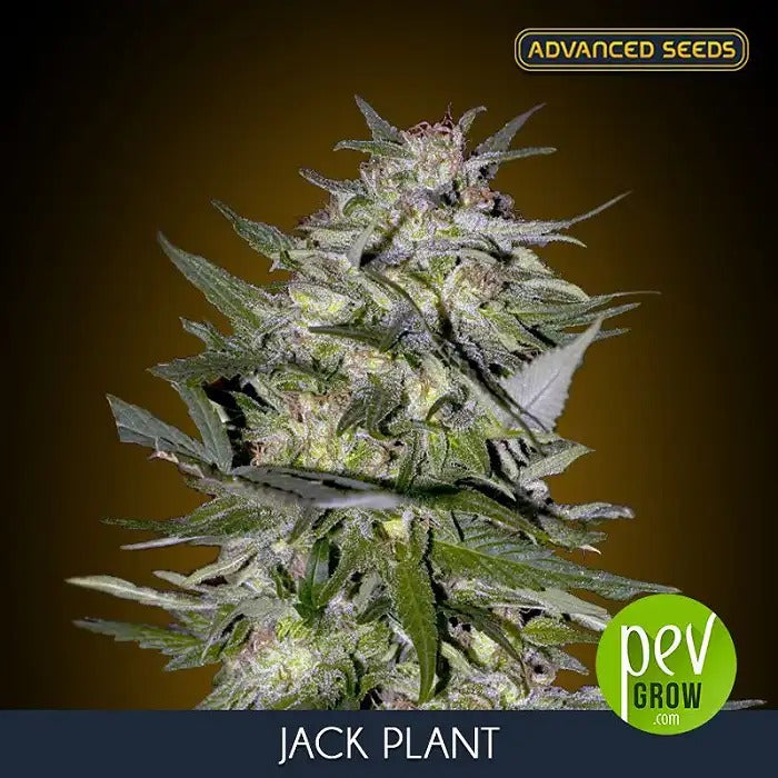 Graines féminisées Jack Plant par Advanced Seeds – Un géant sativa pour des rendements élevés et des effets euphorisants