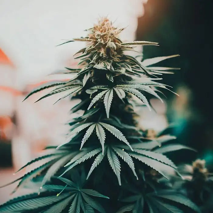 Auto Animal Zookies par Advanced Seeds – Hybride autoflorissante indica dominante à 27 % de THC – Rendement élevé et arôme doux-terreux