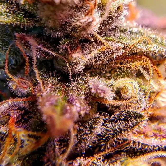 Auto Zerealz Milk Advanced Seeds – Saveur sucrée et crémeuse, 26 % de THC · Récolte rapide en 75 jours