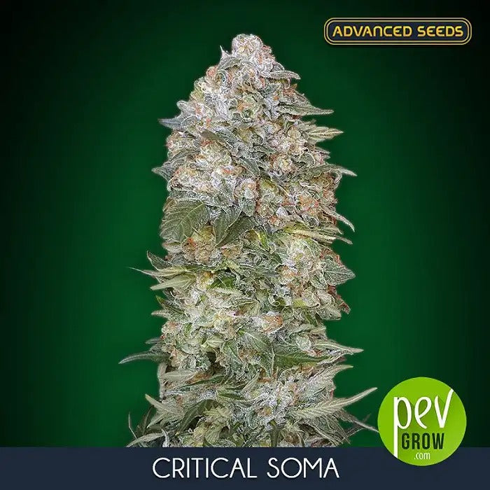Critical Soma par Advanced Seeds – Un hybride fruité puissant pour des effets équilibrés et des rendements élevés