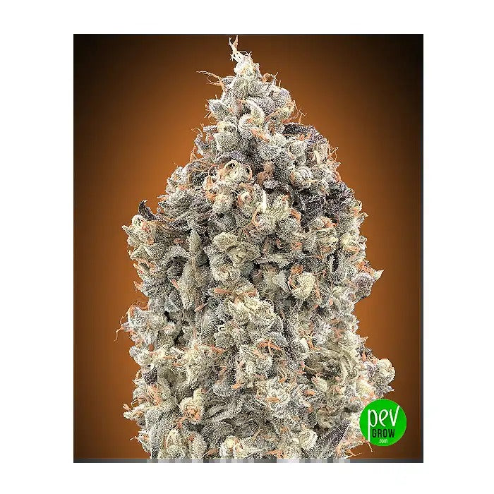Auto Watermelon OG par Advanced Seeds – Hybride à 20 % de THC avec arôme de pastèque et cycle rapide de 65 jours