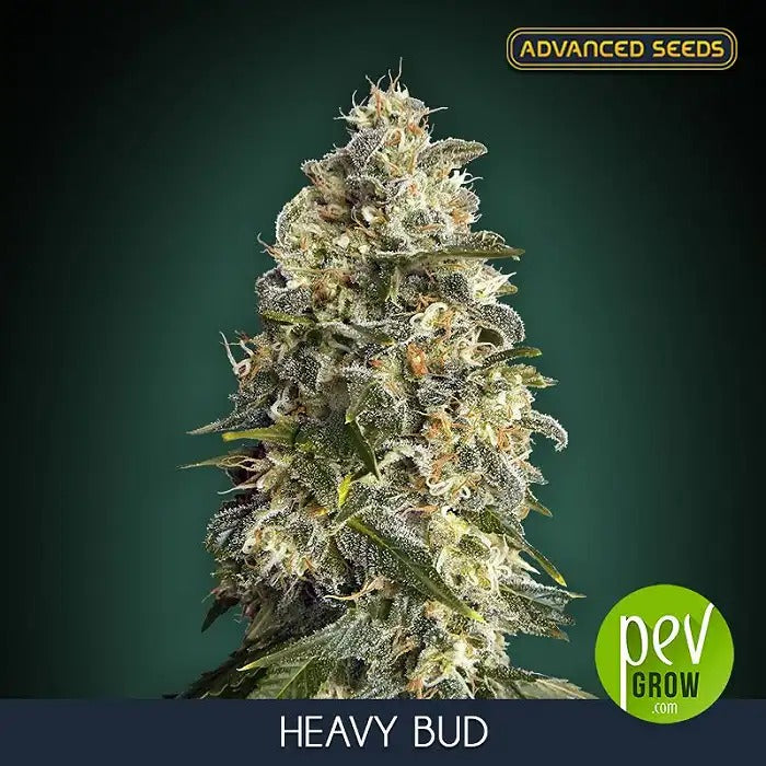 Graines féminisées Heavy Bud par Advanced Seeds – Un géant à dominance indica pour des rendements élevés et une culture facile
