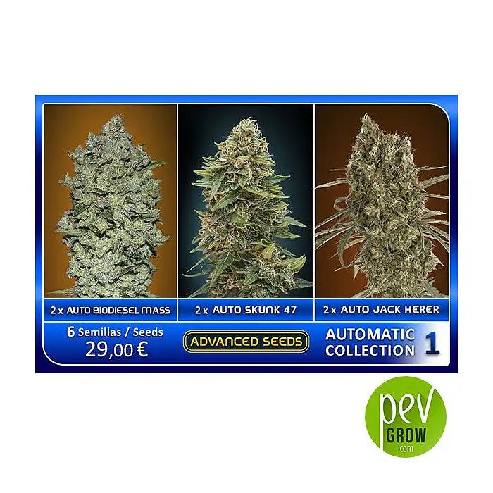 Colección Auto 1 par Advanced Seeds – 6 graines féminisées autoflorissantes (3 variétés) pour une culture facile et des rendements élevés