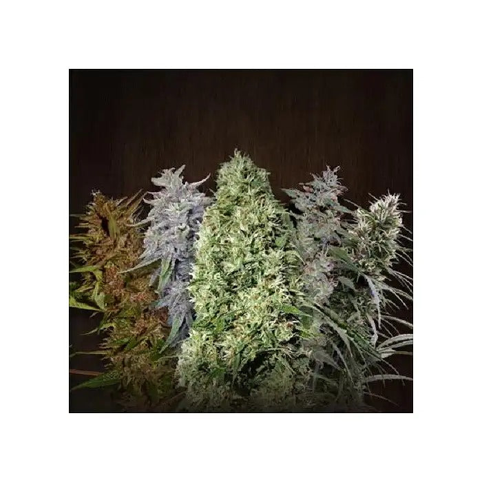 Ace Mix Regular – Graines régulières variées de génétique haut de gamme d’Ace Seeds pour culture en intérieur et en extérieur