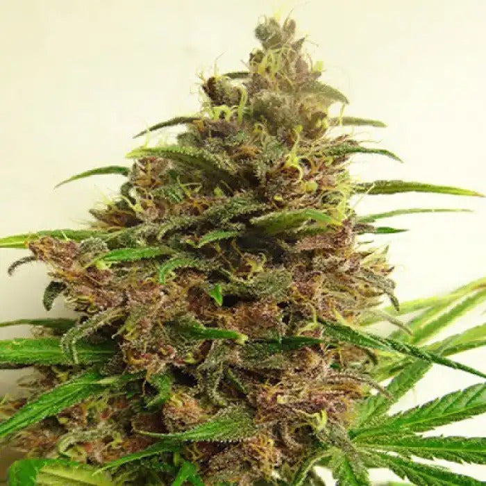 Graines Malawi Regular d’Ace Seeds – Pure Sativa Landrace Africaine pour des Effets Puissants et Psychédéliques