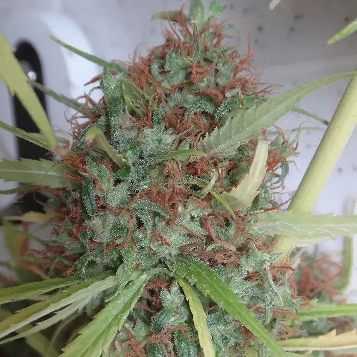 Honduras Regular par Ace Seeds · Pure sativa landrace d’Amérique centrale pour des rendements élevés et une énergie propre
