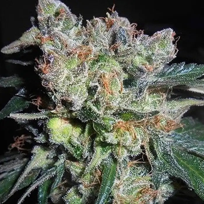Zamaldelica x Kali China Féminisée – Hybride ACE Seeds à terpènes raffinés et effet équilibré Sativa/Indica