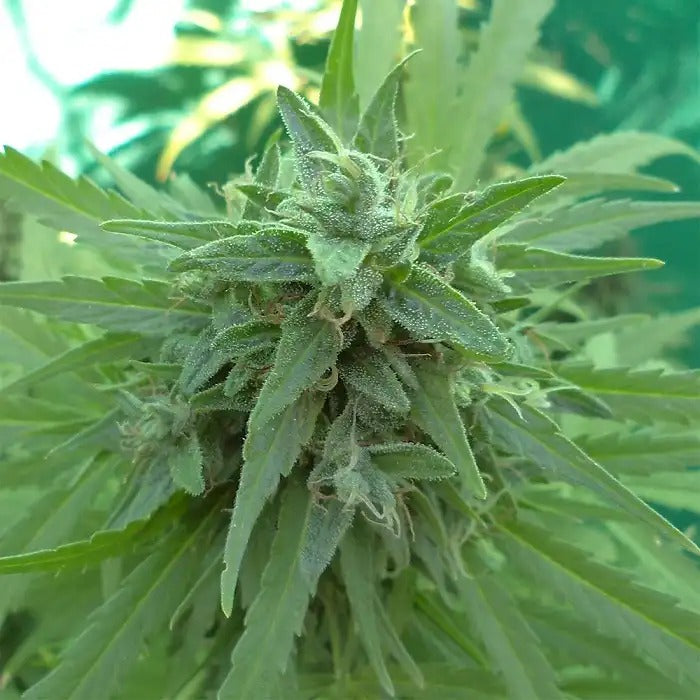 Malawi x PCK Féminisée par Ace Seeds – Hybride Sativa Dominante Vigoureuse pour des Rendements Élevés et une Production de Résine Abondante