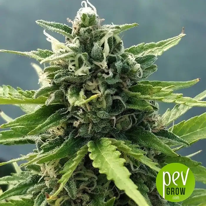 Graines féminisées Auto Zamaldelica par Ace Seeds – Hybride autofloraison Sativa à forte teneur en THC pour des effets énergisants et psychédéliques