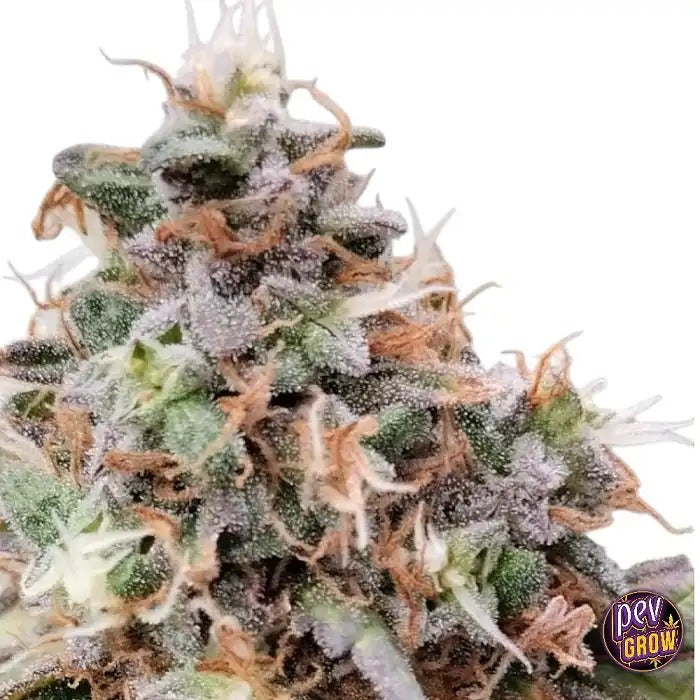 Graines régulières Cachemira par Ace Seeds – Landrace indica pure à forte teneur en résine et CBG