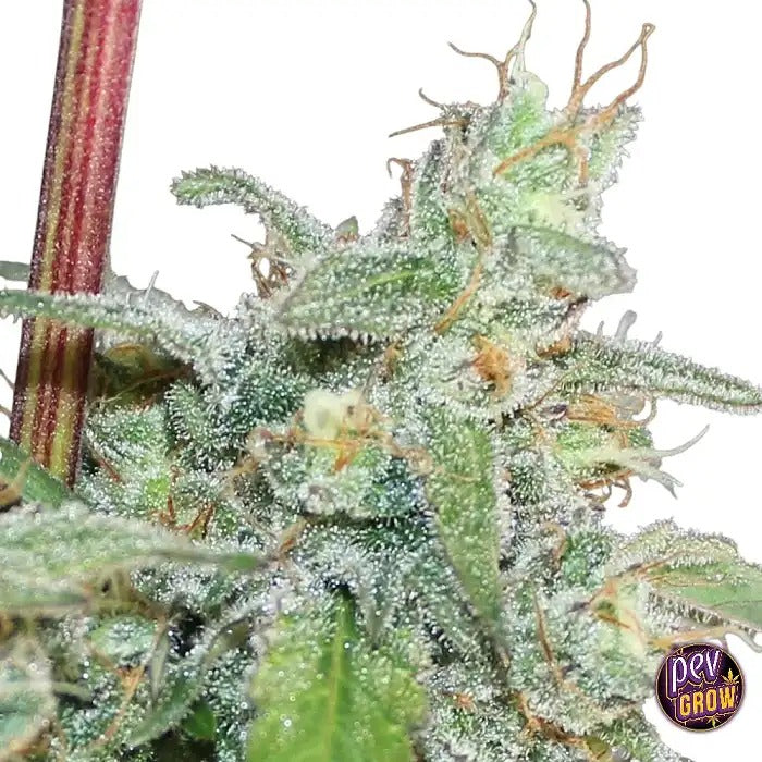 Graines féminisées Kalidonia par Ace Seeds – Un puissant Haze exotique pour des effets doux et euphorisants