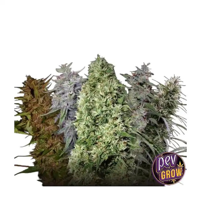Ace Mix Feminizadas par Ace Seeds – Graines de cannabis féminisées premium pour une croissance équilibrée et des rendements élevés