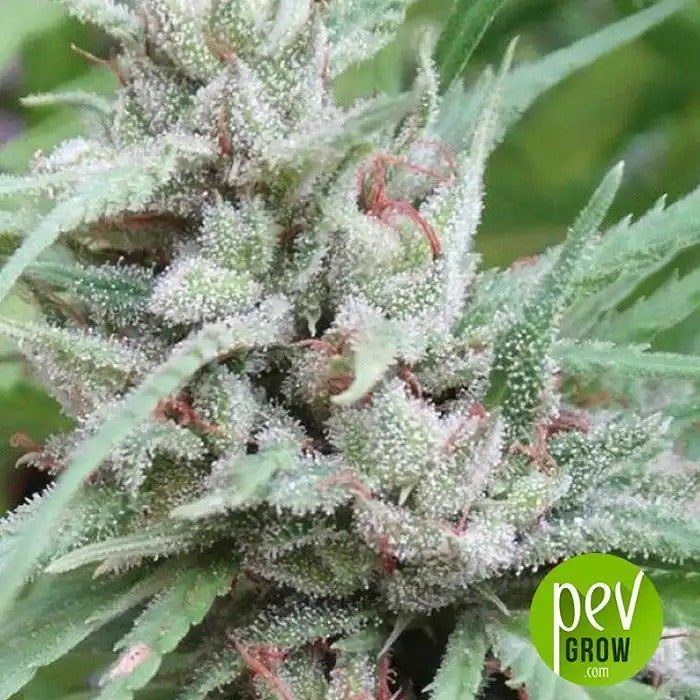 Golden Tiger Regular par Ace Seeds – Puissance 100 % Sativa Landrace avec génétique Thaï et Malawi
