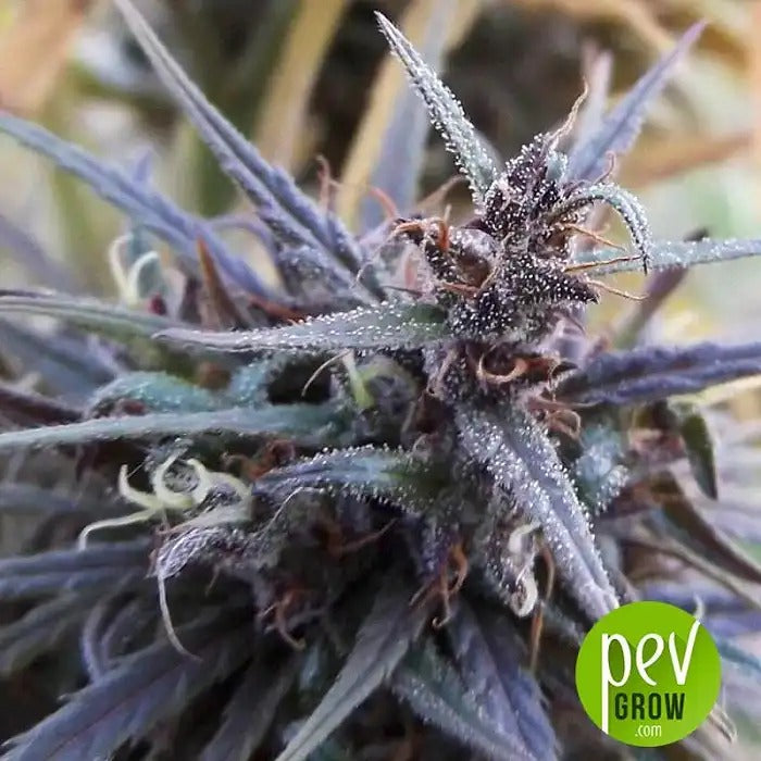Oldtimer’s Haze Régulier – Ace Seeds | Génétique 100 % Sativa Landrace Haze