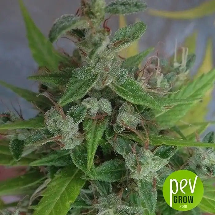 Lebanese Regular par Ace Seeds – Sativa landrace authentique pour amateurs de hash, riche en CBD et résistante à la chaleur