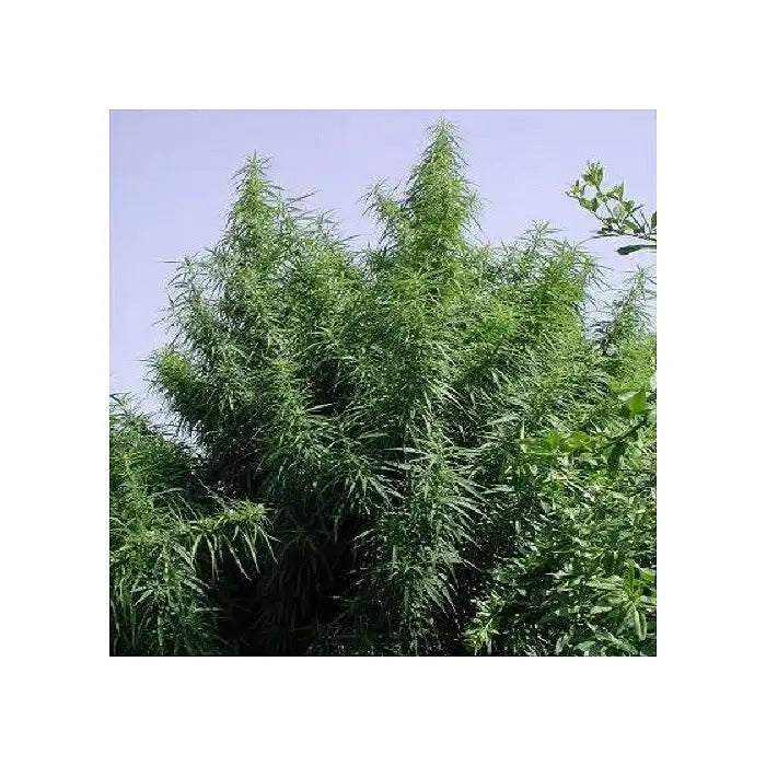 Graines régulières Tropical Mix par Ace Seeds – Génétique 100 % sativa landrace pour climats chauds