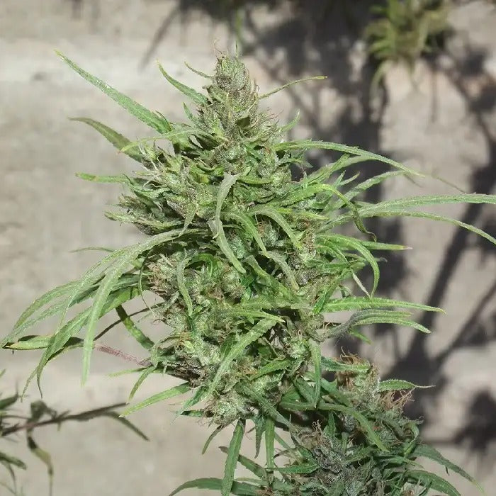 Ethiopia Regular par Ace Seeds – 100 % Sativa Landrace Africaine Pure avec THCV · Résistance Élevée & Effet Stimulant