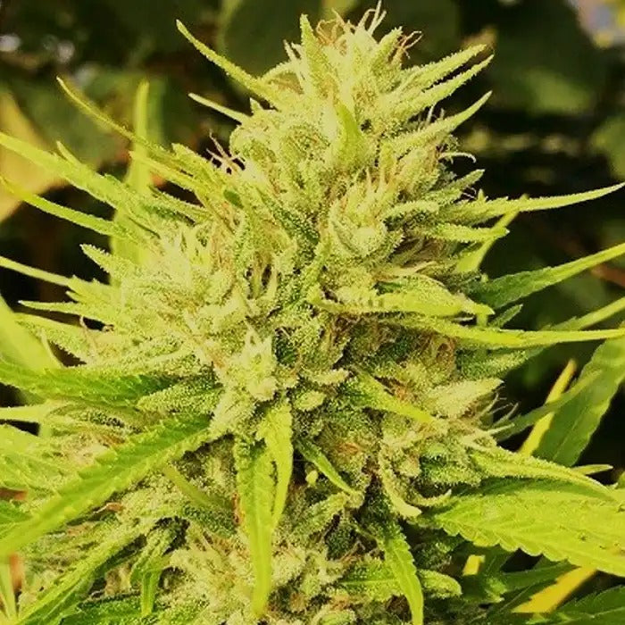 Malawi X Panama Regular – Ace Seeds | Hybride Sativa Ultra-Résineuse pour Cultivateurs Expérimentés
