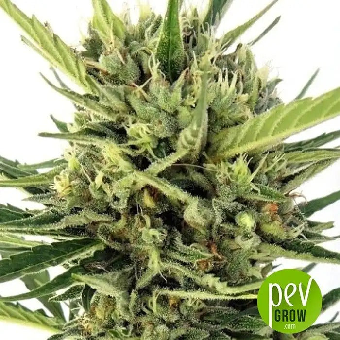 Auto Malawi x Northern Lights – Graines Féminisées par Ace Seeds · Auto Sativa-Indica à Haut Rendement aux Térépènes Complexes