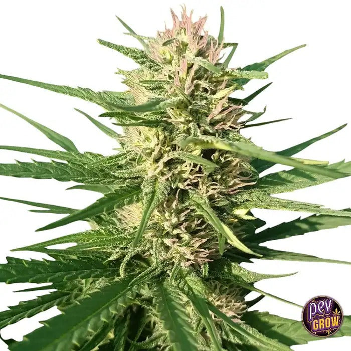 Creeper Gouge Regular par Ace Seeds – Hybride 50/50 avec effet rampant et floraison rapide