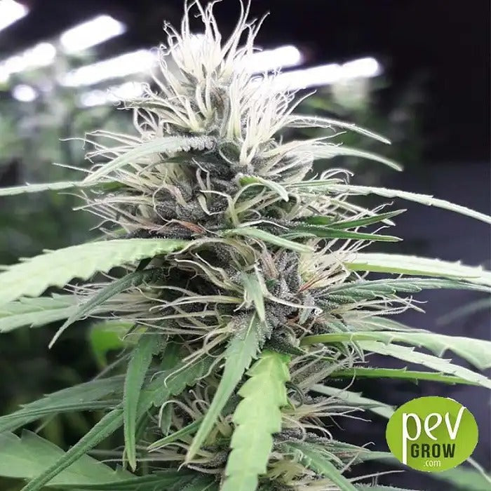 Nueva Caledonia Regular par Ace Seeds – 100 % Sativa Landrace aux Terpènes Tropicaux et Effet Euphorisant