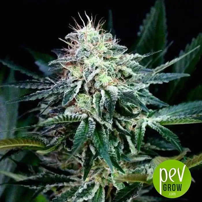 Graines féminisées Radical Auto par Absolute Cannabis Seeds – Hybride autofloraison haut rendement aux génétiques Cheese & Haze