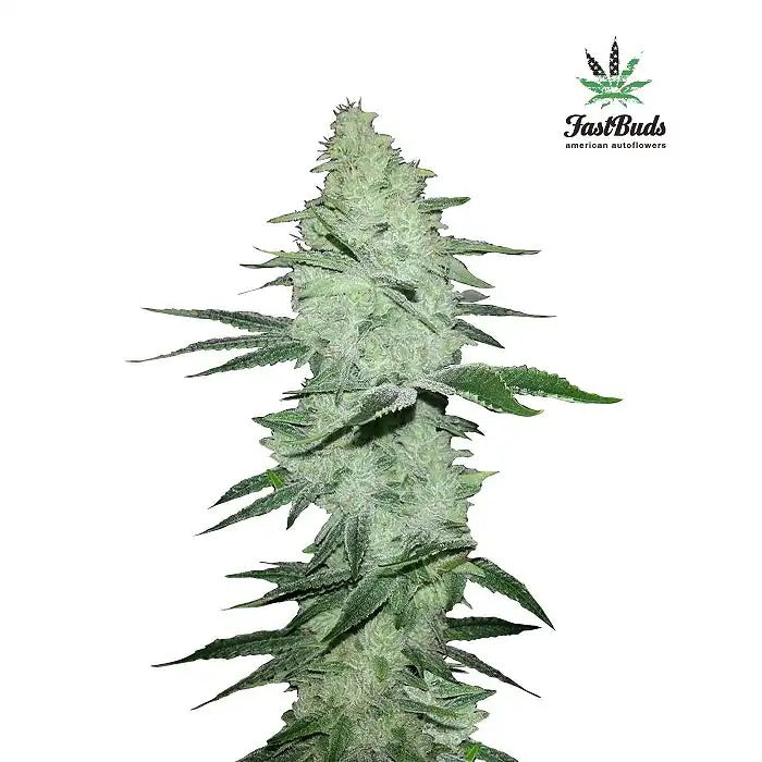 Six Shooter Auto par Fast Buds – Rendements XXL et Euphorie Sativa Puissante