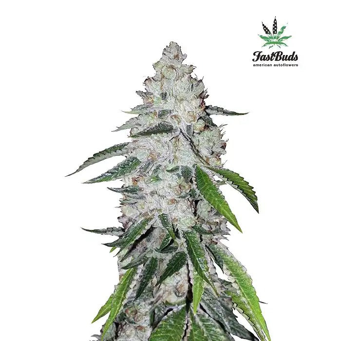 West Coast O.G. Auto par FastBuds – Une OG Kush automatique à floraison rapide avec 21 % de THC