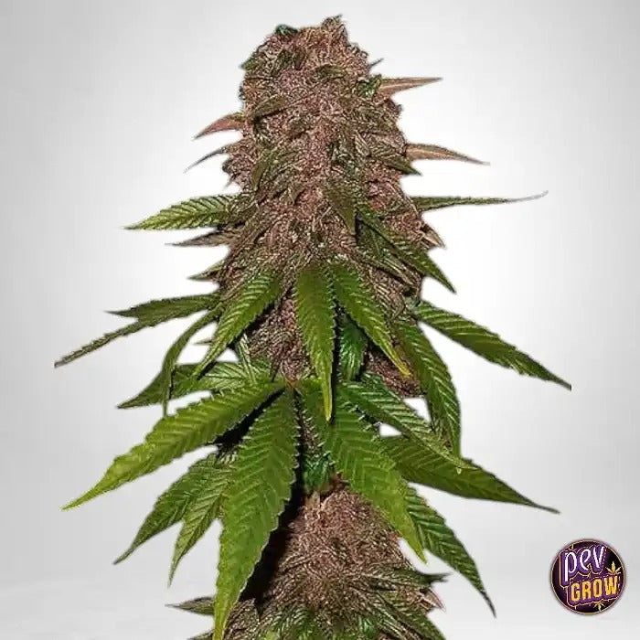 Kamala OG Auto Fast Buds – Graines autoflorissantes à 24 % de THC pour des récoltes rapides et généreuses
