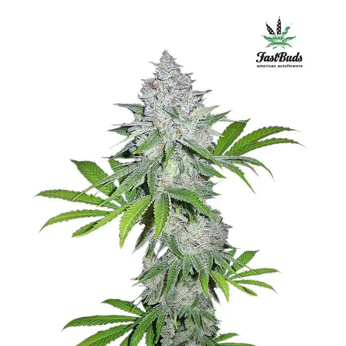 Californian Snow Auto par FastBuds – Autofleurante sativa dominante givrée au goût de pomme sucrée et acidulée