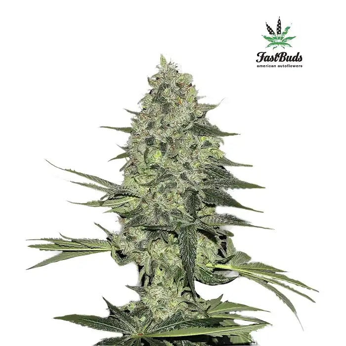 Rhino Ryder Auto par Fast Buds – Autofleurante Indica dominante à haut rendement aux arômes de cannelle et de poire