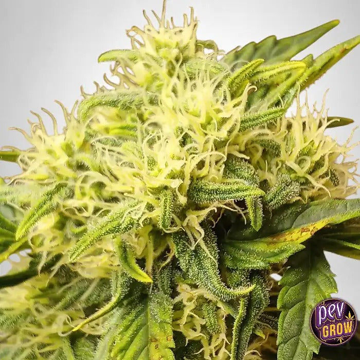 Frostbanger Auto 420 Fast Buds – Hybride Indica à THC élevé avec résine abondante et bourgeons givrés