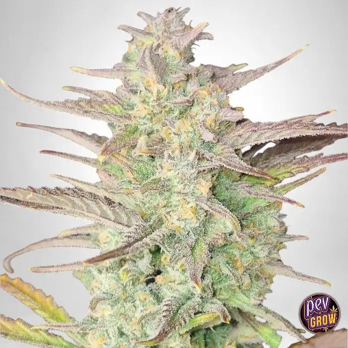 Z-Up Auto par FastBuds – Autofloraison sativa dominante avec terpènes de limonade citronnée et 29 % de THC