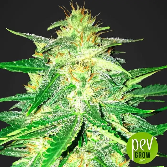 Lemon AK Auto par Fast Buds – Une variété automatisée aux saveurs d’agrumes avec 24 % de THC