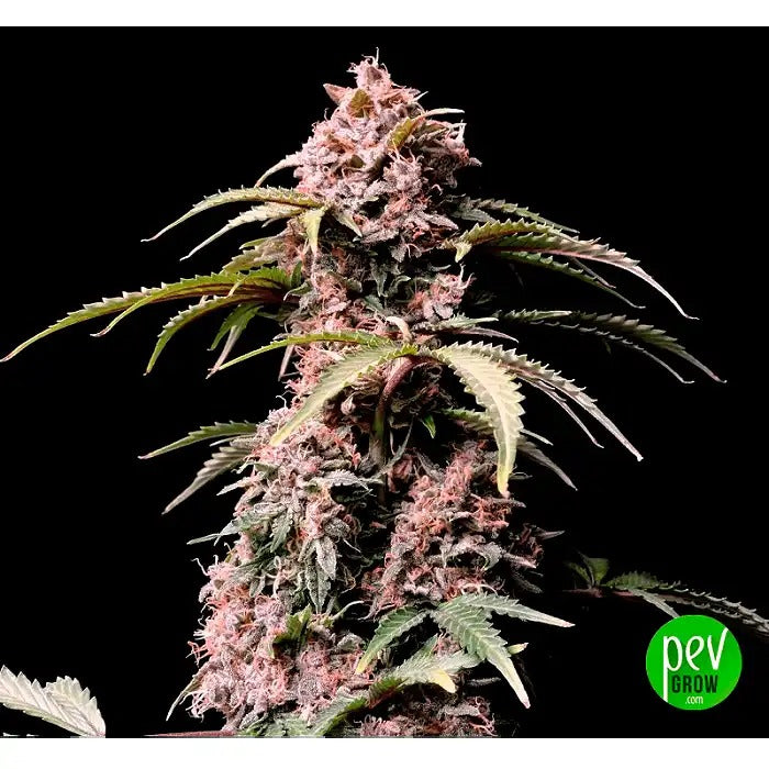 Amnesia Zkittlez Auto – FastBuds · Autofleurissante Sativa Dominante avec 24 % de THC · Récolte en 70 Jours