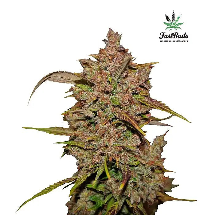Graines autoflorissantes Crystal Meth 420 Fast Buds – Rapide, vibrante et hybride sativa à forte teneur en THC