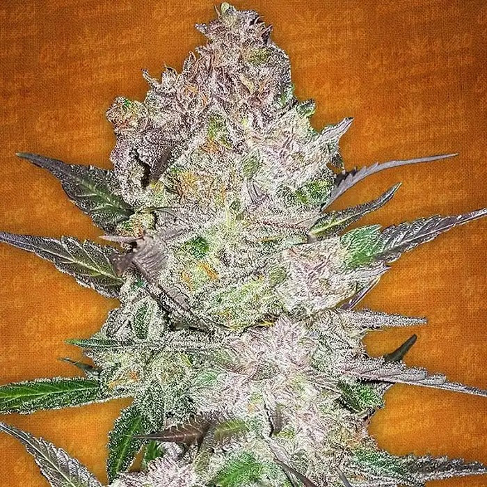 Cream Cookies Auto par FastBuds – Une variété autofloraison Indica dominante avec 23 % de THC et un arôme crémeux de cookie